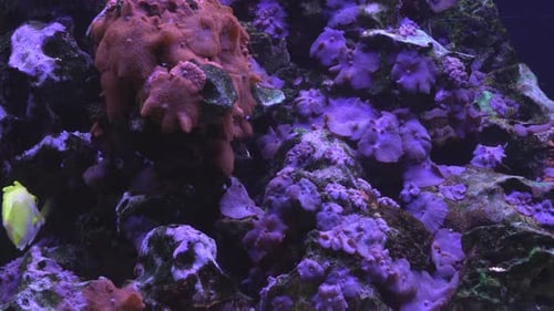 Fishs