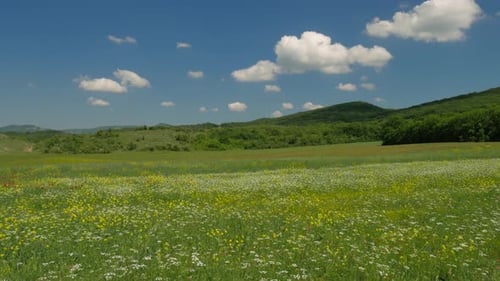 Spring Flowers in Green Meadow