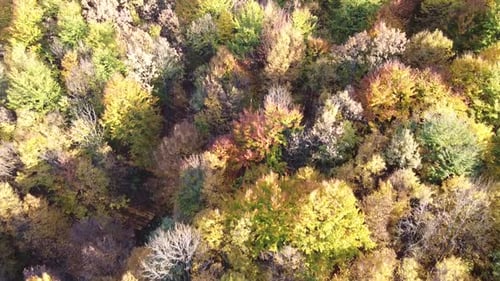 Aerial view of a orange colored forest on autumn season. Beautiful forest trees captured from the ab