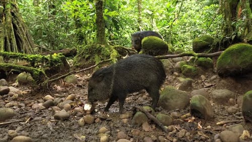 Un tajacu au chou vert et aux pécaris mangeant dans une forêt tropicale humide d'Amérique du Sud
