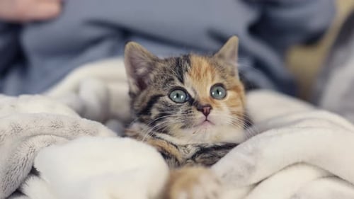 Cute Kitten Relaxing on a Soft Blanket