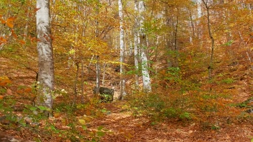 Autumnal Forest Scene with Colorful Leaves