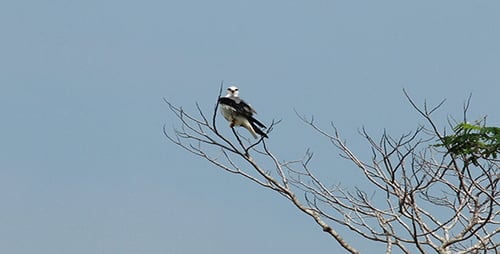 Elegant Bird Perched on Bare Tree Branch