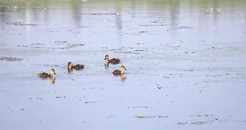 Duck mallard on pond, Czech Republic, Europe wildlife