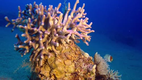 Colorful Red Sea Coral