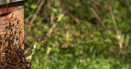901244 Play preview video Download Preview European Honey Bee, apis mellifera, Bees Going To The H