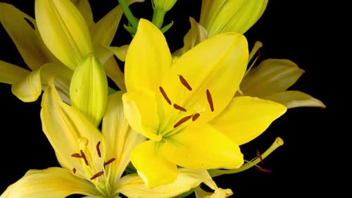 Yellow Lilies Blooming Time-Lapse on Black Background
