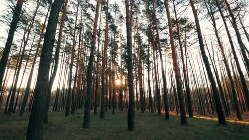Beautiful Sunrise Sun Sunshine In Sunny Spring Coniferous Forest