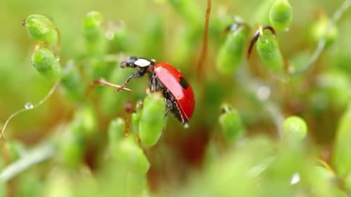 Nahaufnahme Tierwelt eines Marienkäfers im grünen Gras im Wald