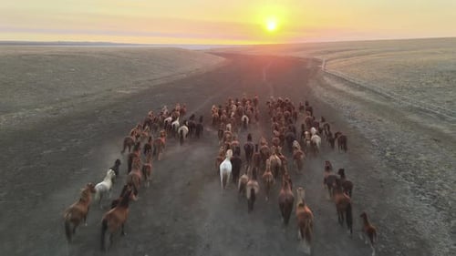 Wild Horses Running