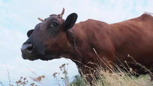 Cow Grazing on the Meadow and Looking on Camera on Sky Background at Sunny Day