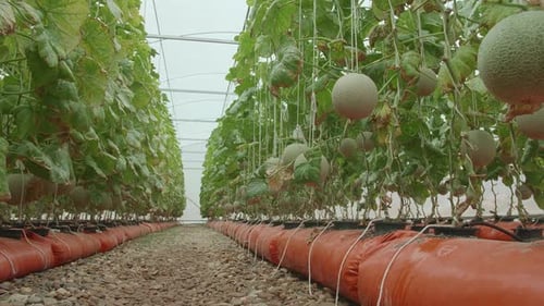 Plantes de melons verts ou de melons cantaloups poussant en serre