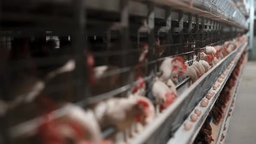Chickens