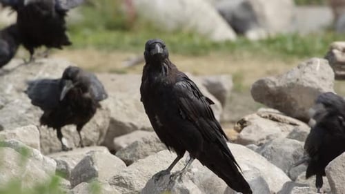 Raben sitzen auf Felsen