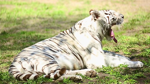 White Tigress