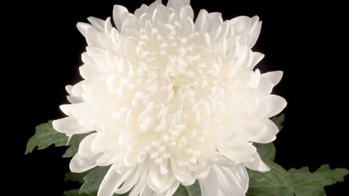 White Chrysanthemum Flower Blooming in Time Lapse
