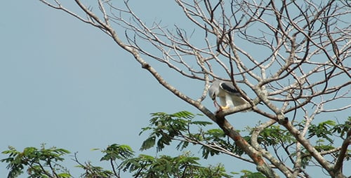 Bird Eating Prey While Perched in Tree