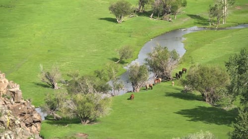 Real Wild Free Horses Grazing by Stream in Green Meadow With Fresh Grass