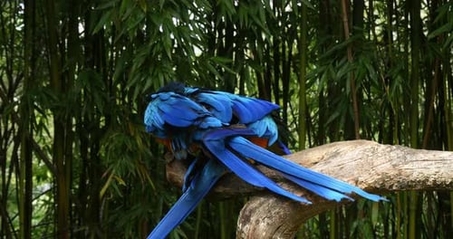 Blau-gelber Ara, Mara Ararauna, Paar Paarung, Rollenzeit 4K