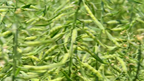 Green Mustard Seeds Plant Swaying in Wind on an Agriculture Field. Industrial Cultivation of Spices
