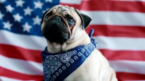 Adorable Dog Poses in Front of American Flag