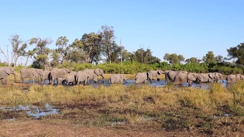 Large herd of African elephants enjoy a cool dip in watering hole