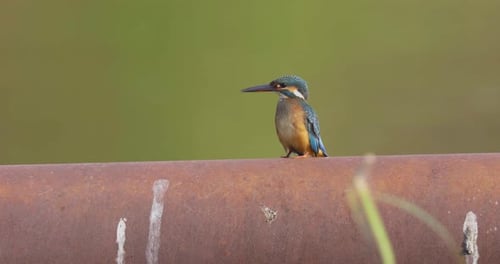 Martin-pêcheur commun seul assis sur un bar tout en regardant dans son habitat avec fond flou. - clo