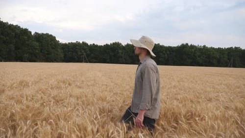 Male Farmer Walking Among Ripe Wheat Meadow and Exploring Golden Plantation. Young Agronomist