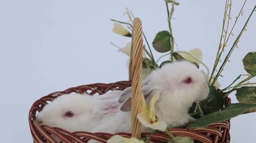 Happy Easter Bunny in a Basket