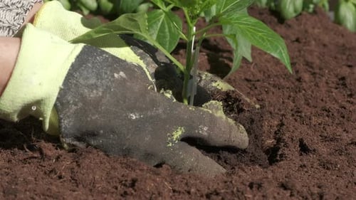 Gloved Hand Planting Seedling in Fertile Soil