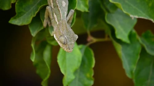 Chameleon Perched on Vibrant Green Leafy Branch
