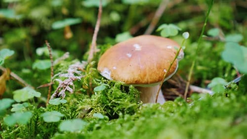 Mushroom Picker Cuts a White Fungus in the Forest