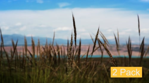 Idyllic Nature Scene with Golden Grass and Mountains