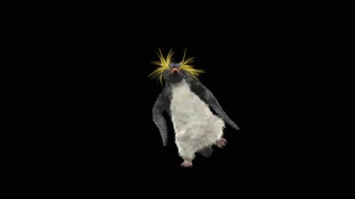 Pinguin tanzen 4K