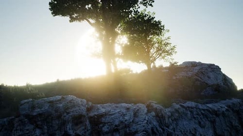 Trees on Rocks in Mountains at Sunset