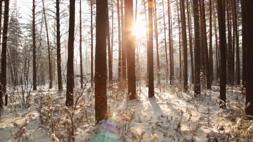Bewegung durch den dunklen Wald, um der Sonne zu begegnen