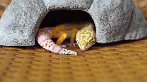 Leopard gecko hiding