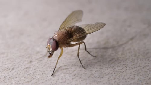 Macro Shot of Fly Cleaning Itself
