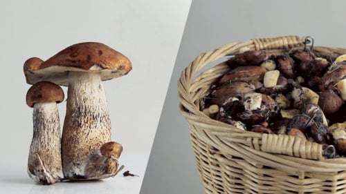 Basket Full of Mushrooms in Studio Setting
