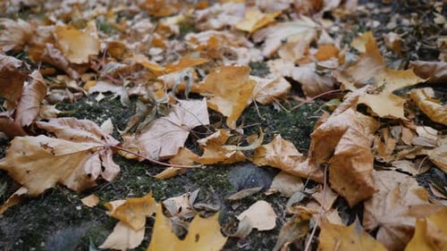 Fallen Yellow Leaves on Ground in Autumn