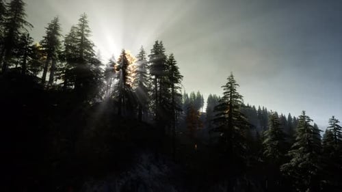 Sun Beams Through Trees