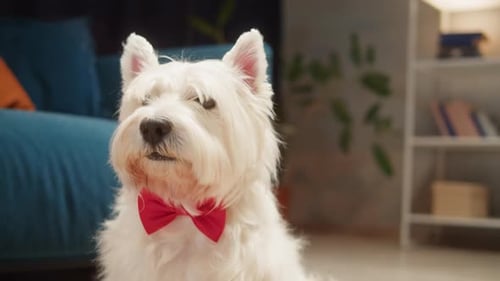 Adorable Dog with Bow Tie Posing Indoors