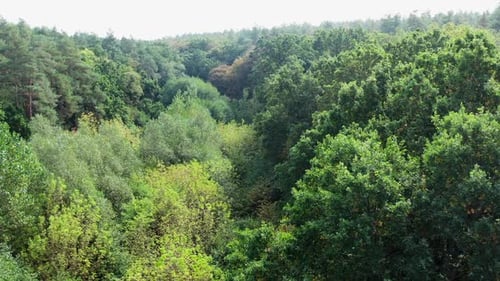 Vue aérienne de la forêt sous les nuages en été.