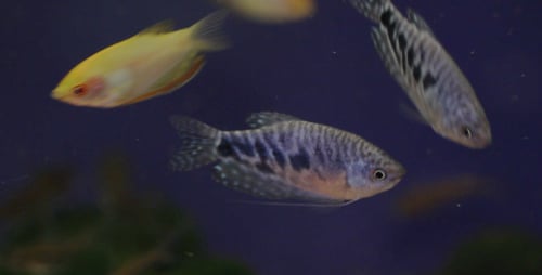 Die Unterwasserwelt der Fische 2