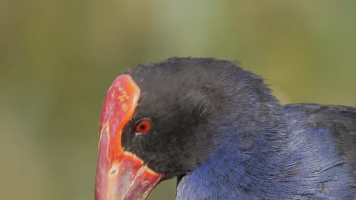 Beautiful Pukeko A Native Bird In New Zealand. Australasian Swamphen Bird. - close up shot