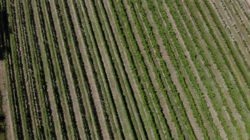 Vue aérienne de Vineyard Valley