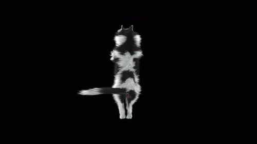 Cat Dancing 4K