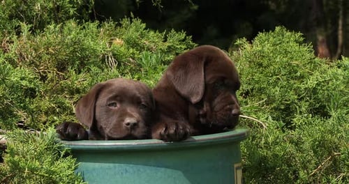 Brown Labrador Retriever, Puppies Playing in a Flowerpot, Normandy, Slow Motion 4K
