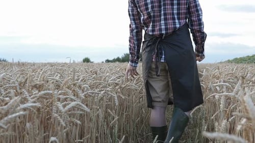 Farmer walking in wheat field at sunset touching wheat ears with hands - agriculture concept.
