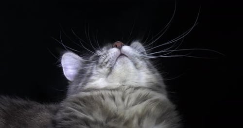 Blue Blotched Tabby Maine Coon Domestic Cat, Portrait of Female against Black Background